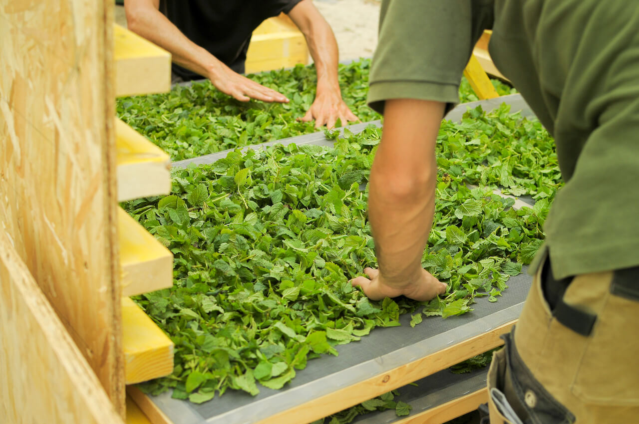 Tisanes plantes biologique 5- Le champ de l'air.jpg
